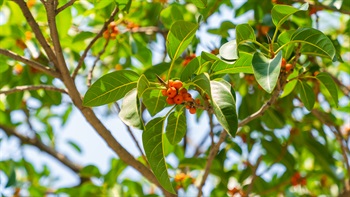 Fruits of <i>Ficus altissima</i>.